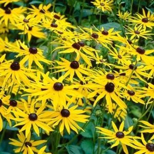 SOLD! Black Eyes Susan Plants 6 small plants